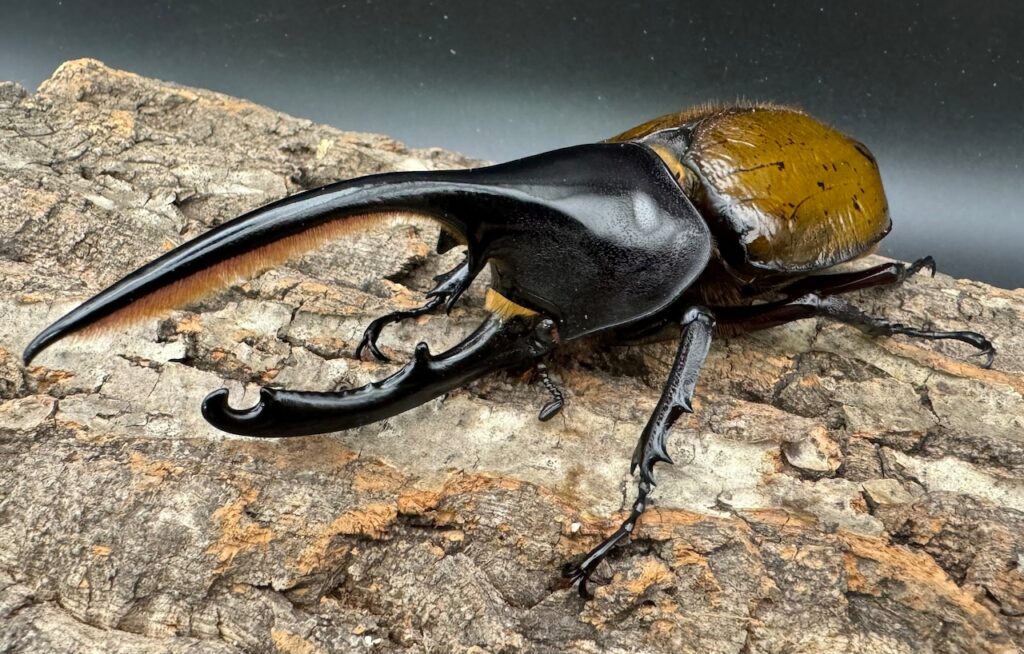 ヘラクレスオオカブト亜種オキシデンタリス