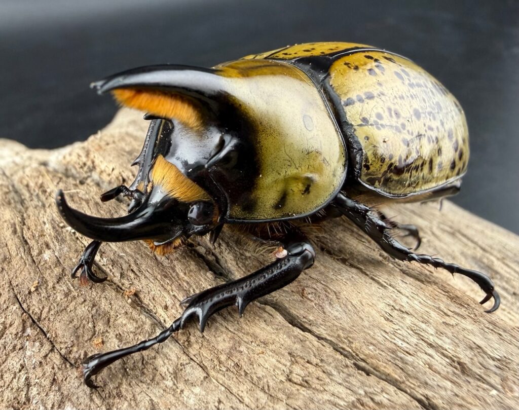 ヒルスシロカブト原名亜種