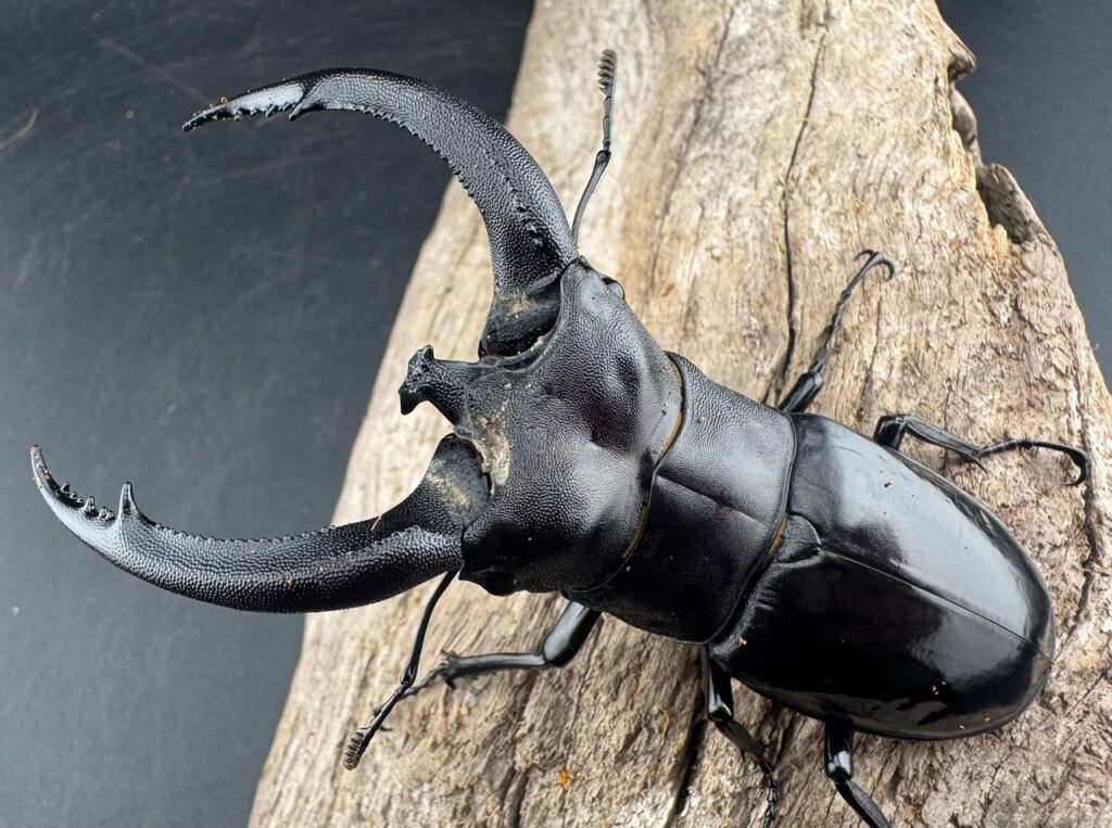 リノケロスフタマタクワガタ スマトラ亜種