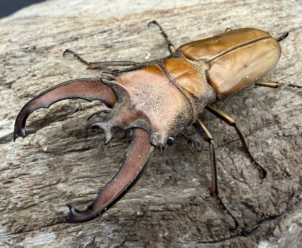 ルニフェルホソアカクワガタ