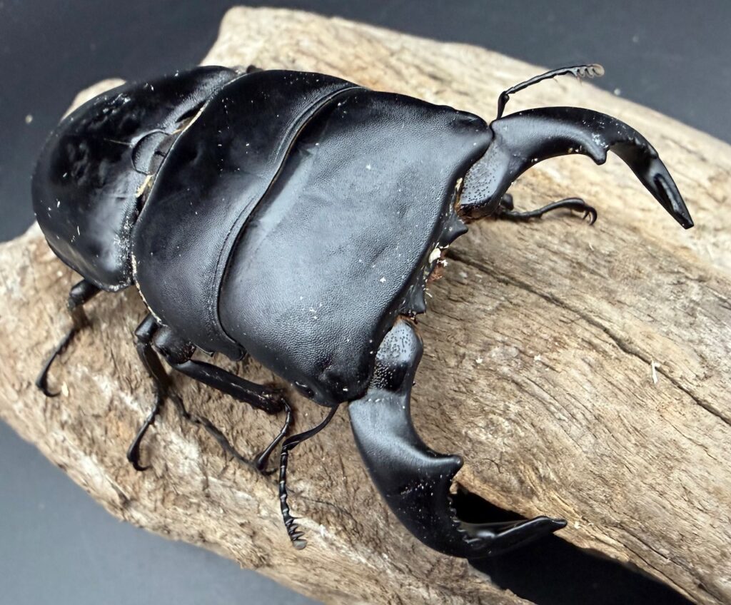 ダイオウヒラタクワガタ