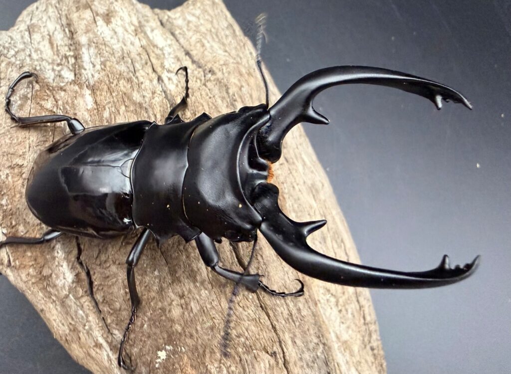 インターメディアツヤクワガタ