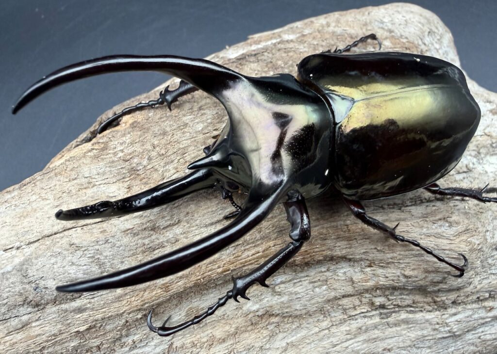 スマトラアトラスオオカブト