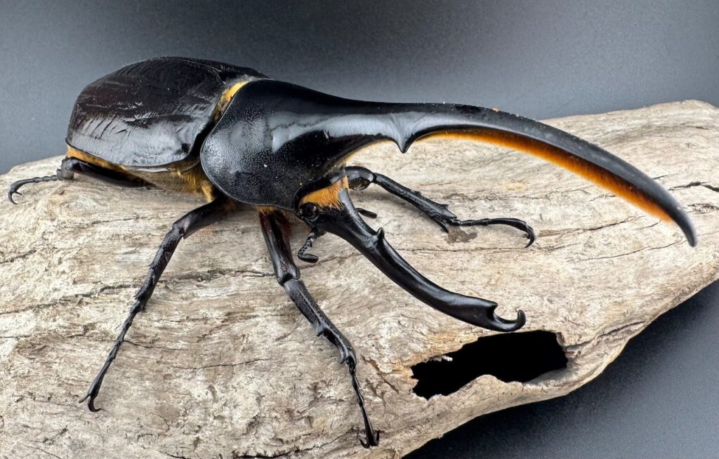 ヘラクレスオオカブト亜種リッキー