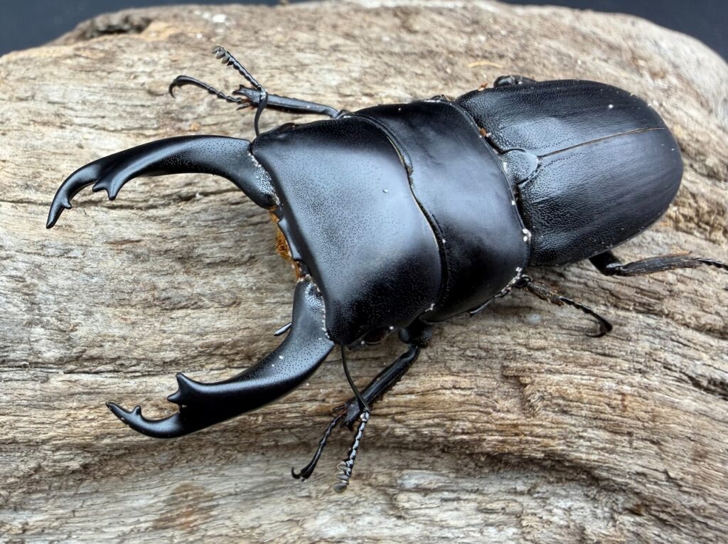 ハンステインヒラタクワガタ原名亜種