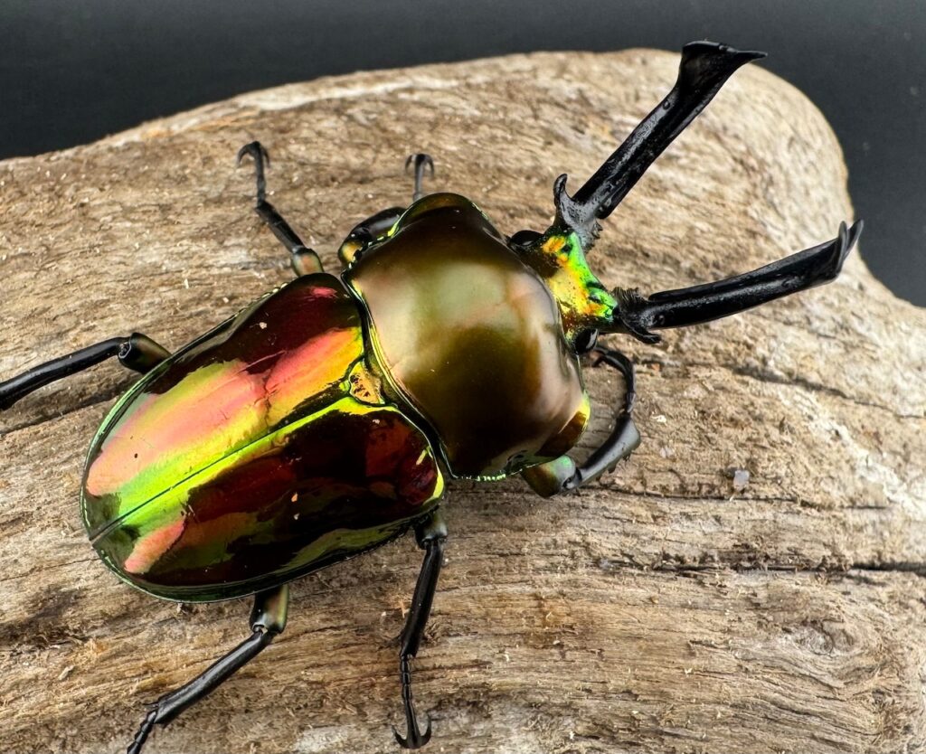 ニジイロクワガタ