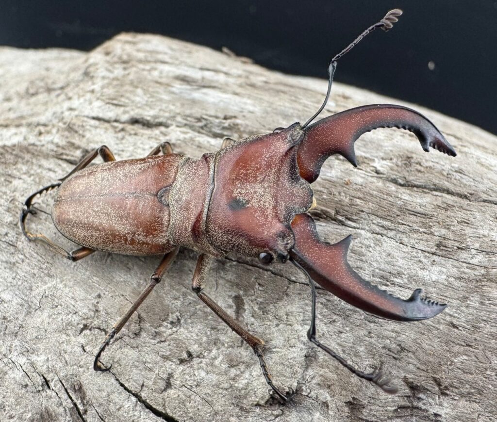 スズムラホソアカクワガタ