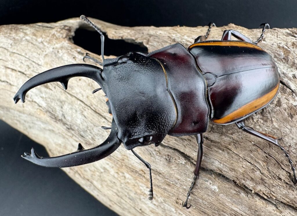 スチーブンスツヤクワガタ亜種duivenbodei