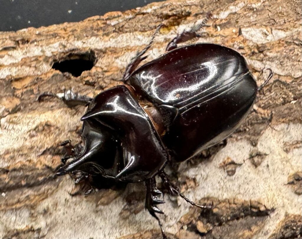 ロンギチョンペルスミツノカブト