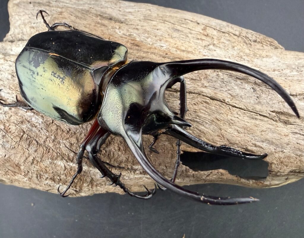 サマールアトラスオオカブト（ミンダナオアトラスオオカブト）