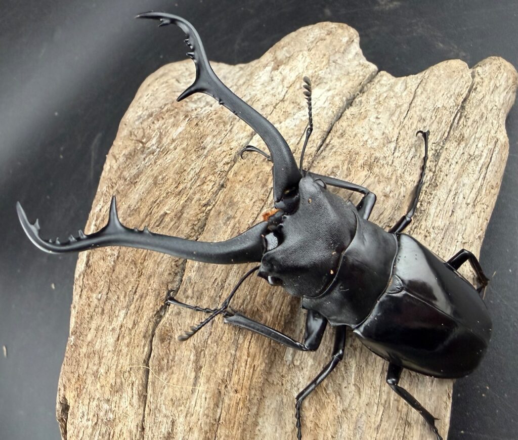 ギラファノコギリクワガタ亜種マキタイ