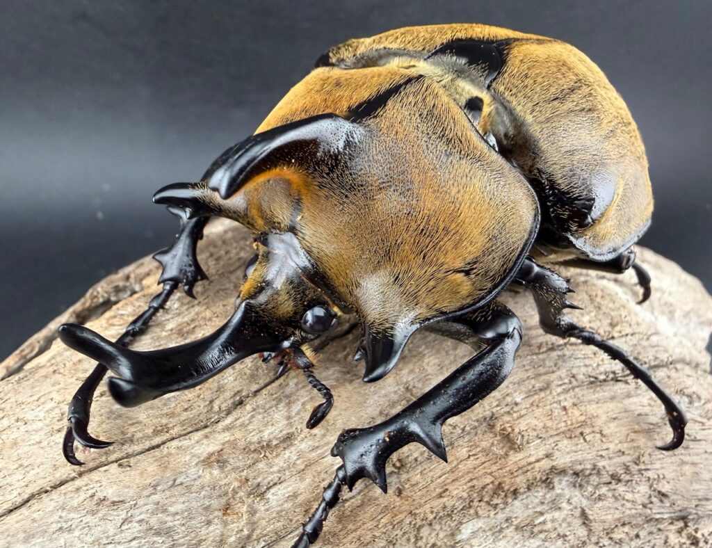 ギアスゾウカブト原名亜種（旧ギアスゾウカブト亜種ルンバッシャー）