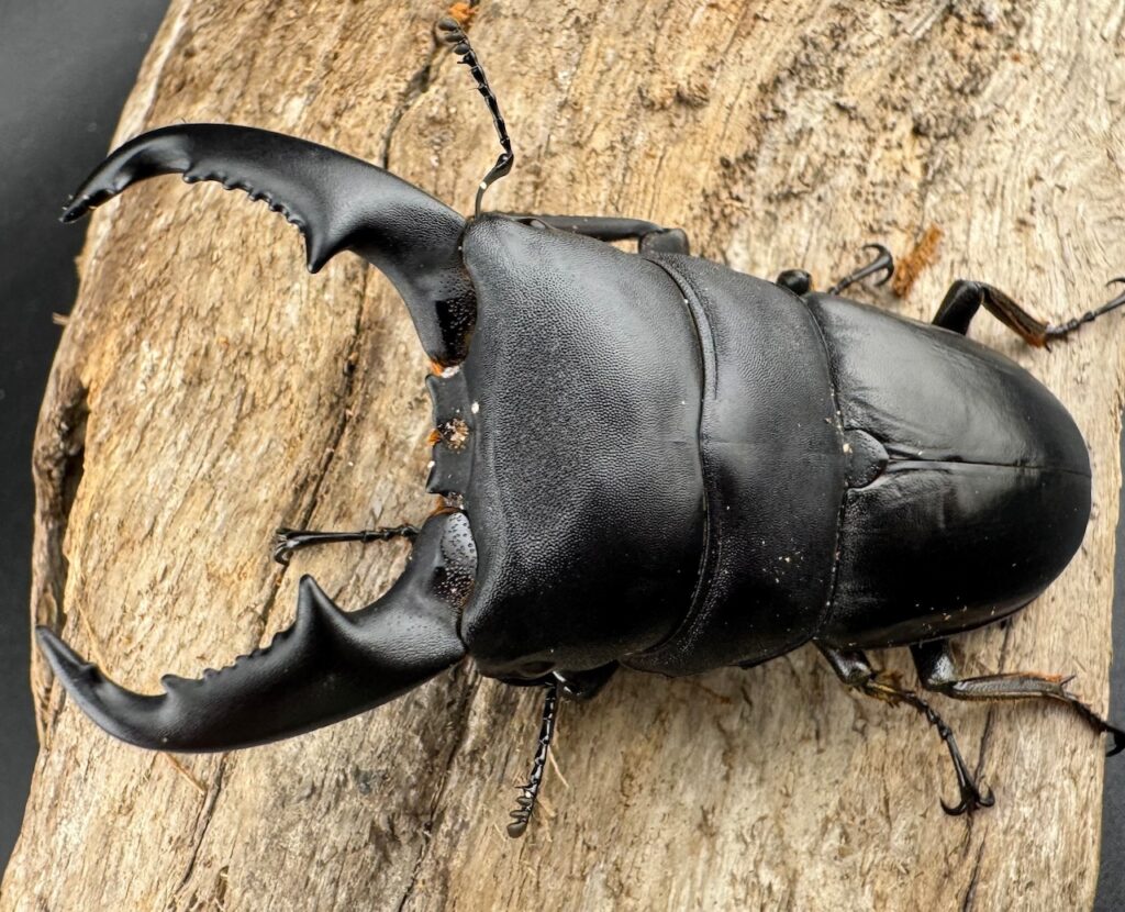 マリンドッケオオヒラタクワガタ（フィリピンヒラタクワガタ）