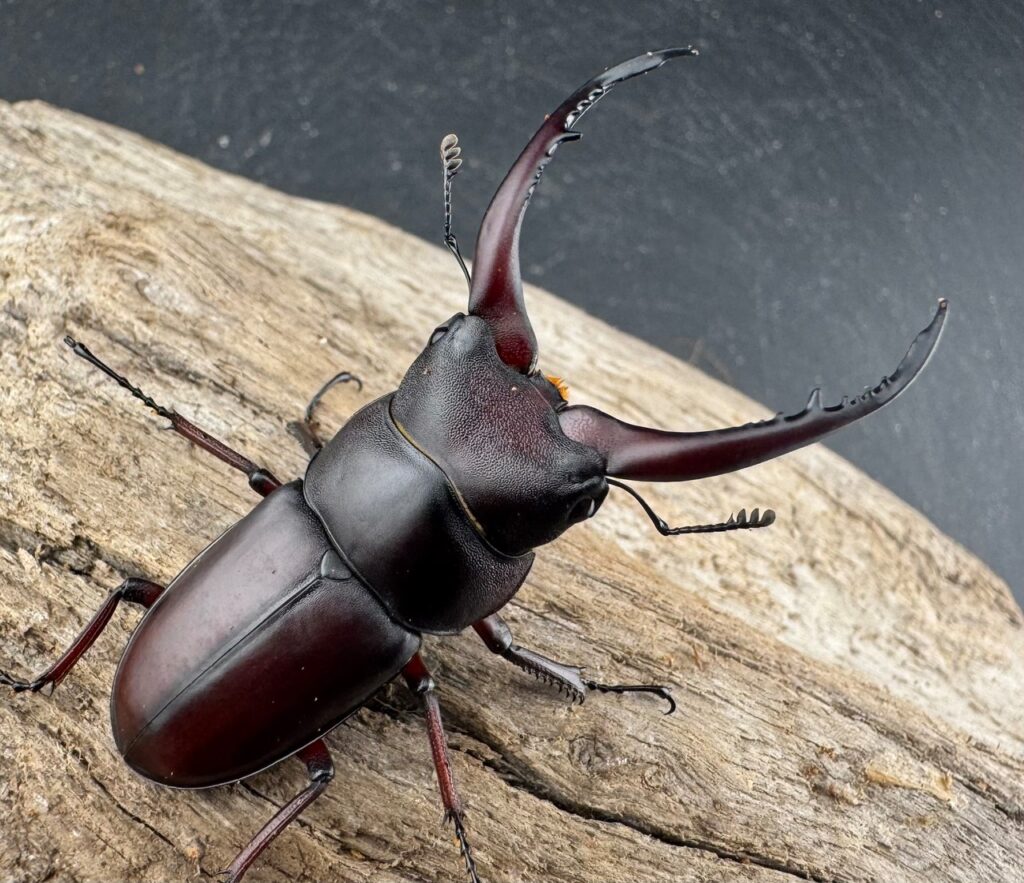 グラキリスノコギリヒラタクワガタ