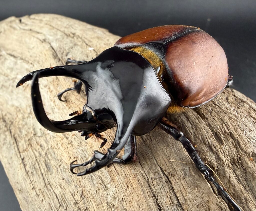 サンボンヅノカブト