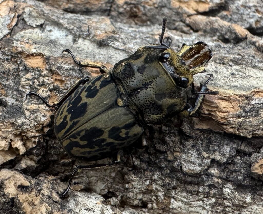 ムナコブクワガタ