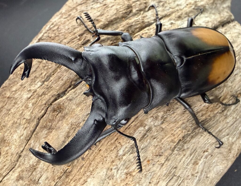 パリーフタマタクワガタ亜種ディロレイ