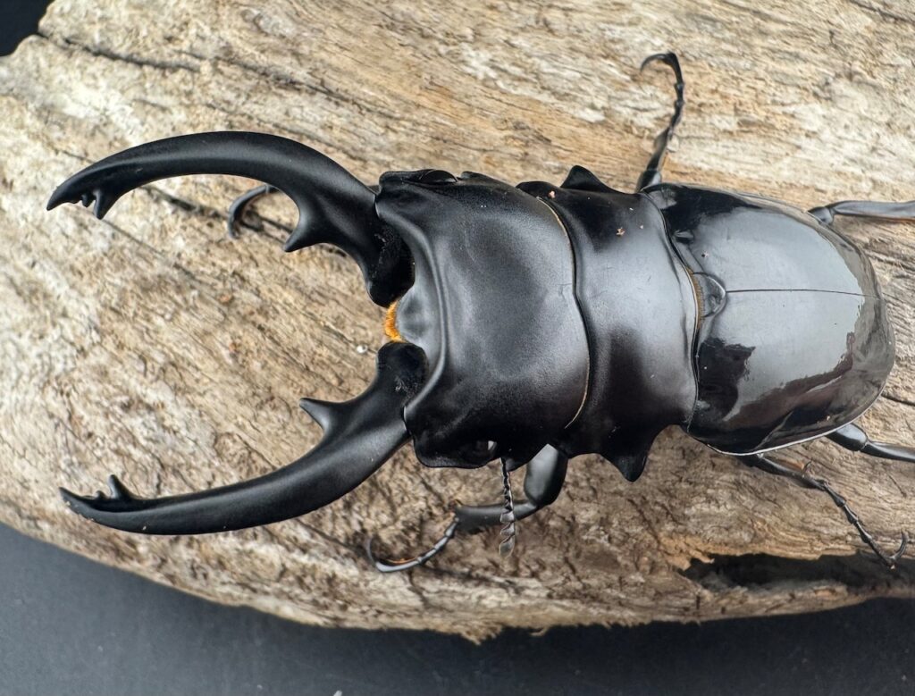 ルディカツヤクワガタ