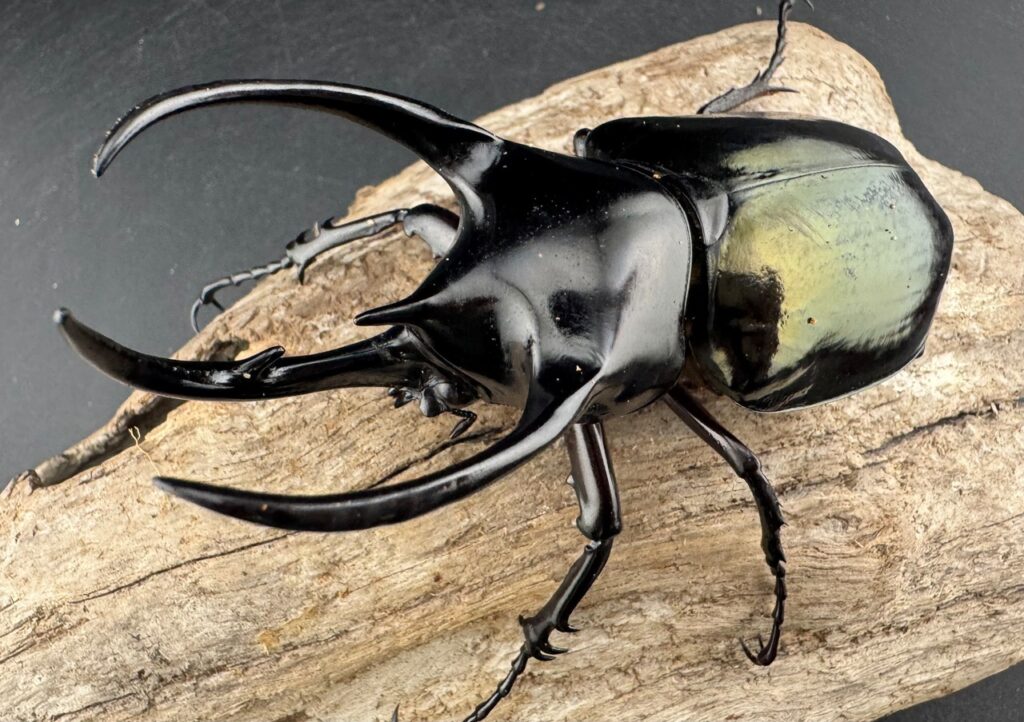 スマトラコーカサスオオカブト