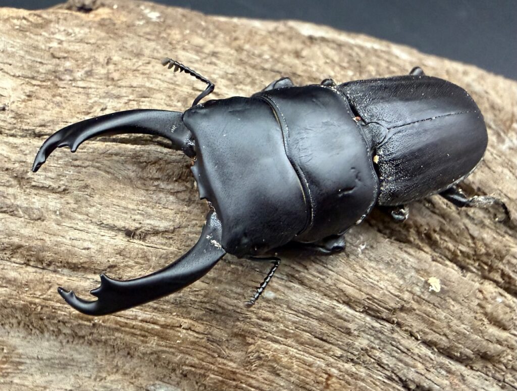 ハンステインヒラタクワガタ亜種プロスティ