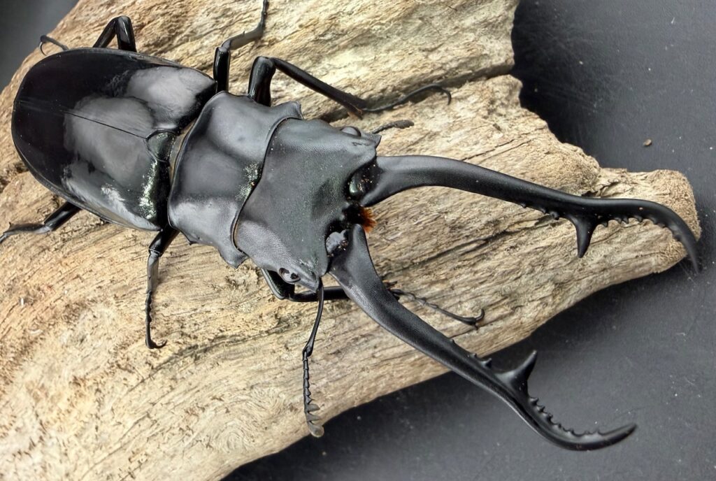 ギラファノコギリクワガタ亜種ダイスケ