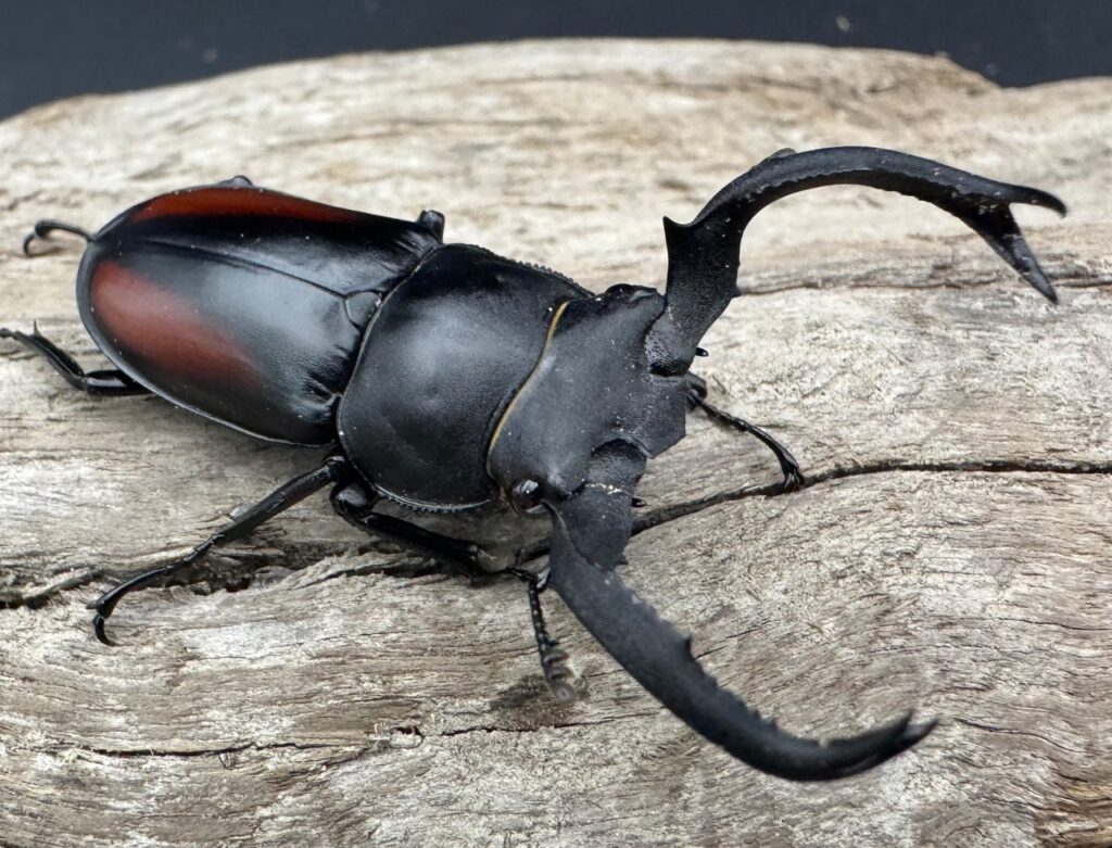 海南シカクワガタ