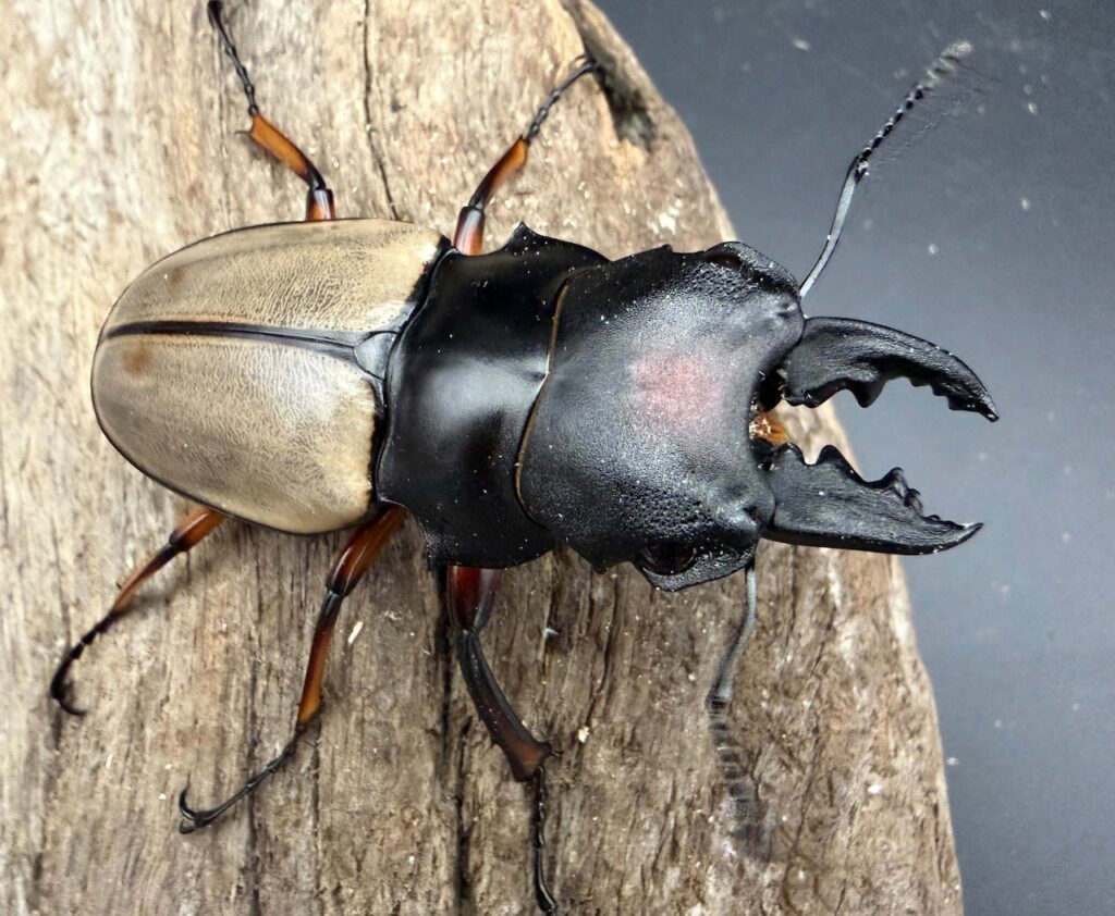 フェモラリスツヤクワガタ亜種waterstradit