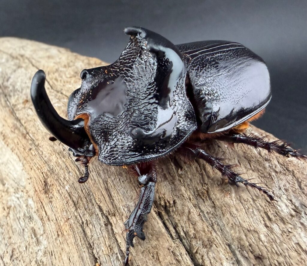 マルタバンメンガタカブト