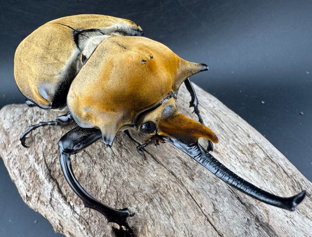 エレファスゾウカブト