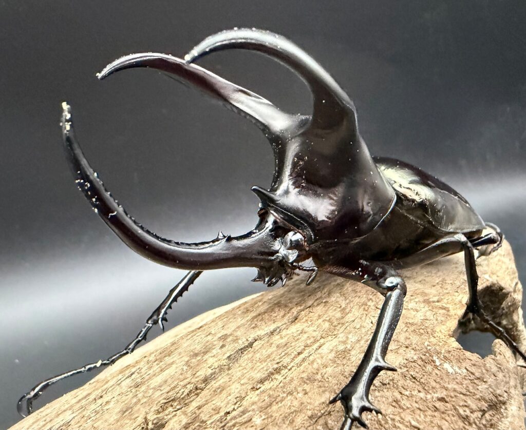 モーレンカンプオオカブト