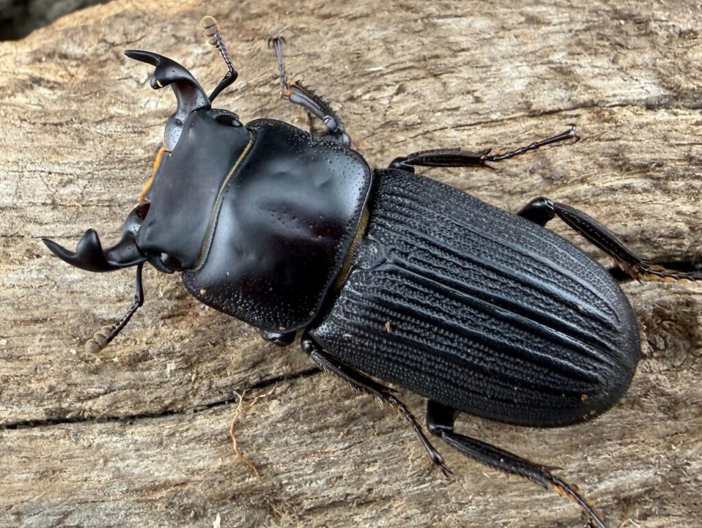 ミントオオクワガタ