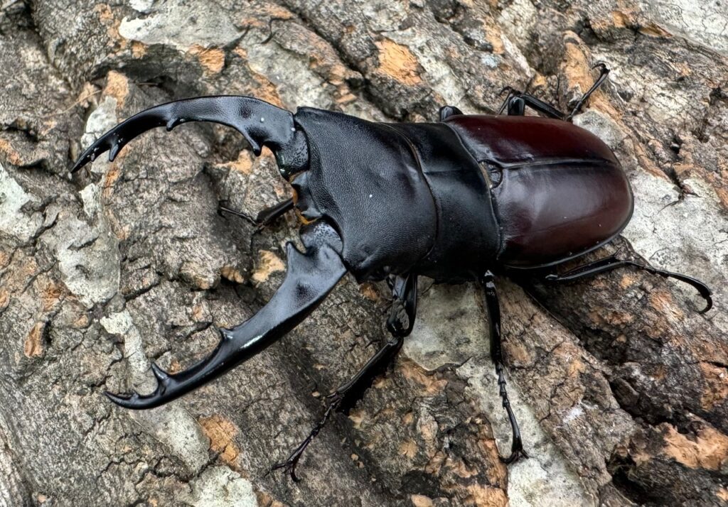 ダビソンフタマタクワガタ