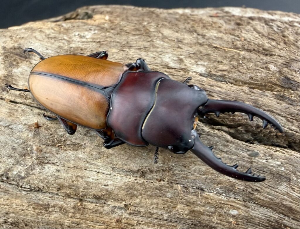 ブルイジンノコギリクワガタ ペレン亜種