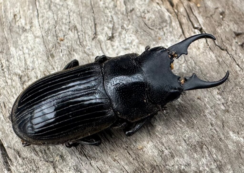 ラムリーネブトクワガタ