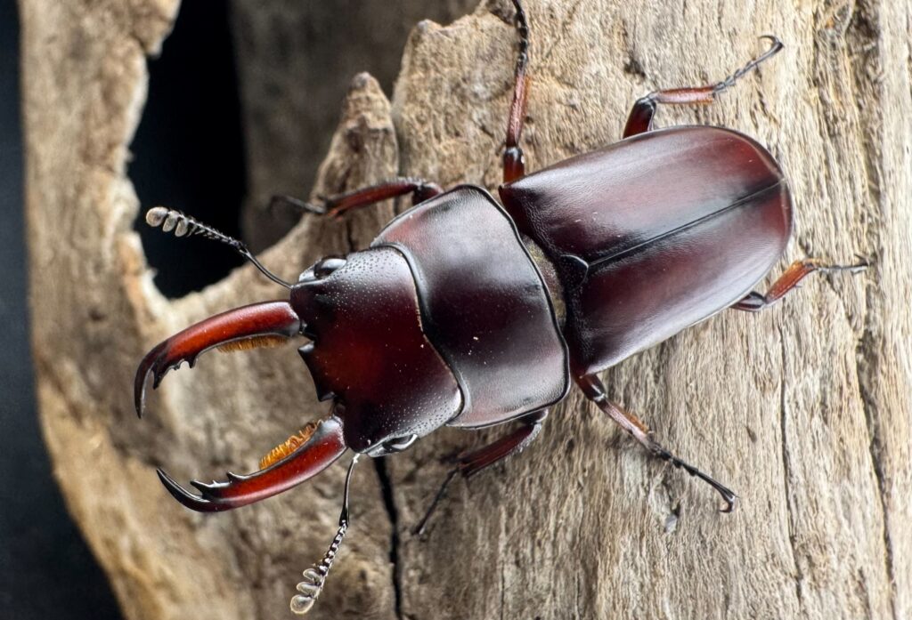 メリアヌスコクワガタ