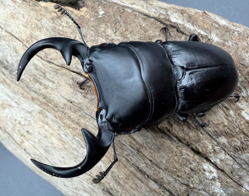 ババオオクワガタ（ババクルビデンスオオクワガタ）