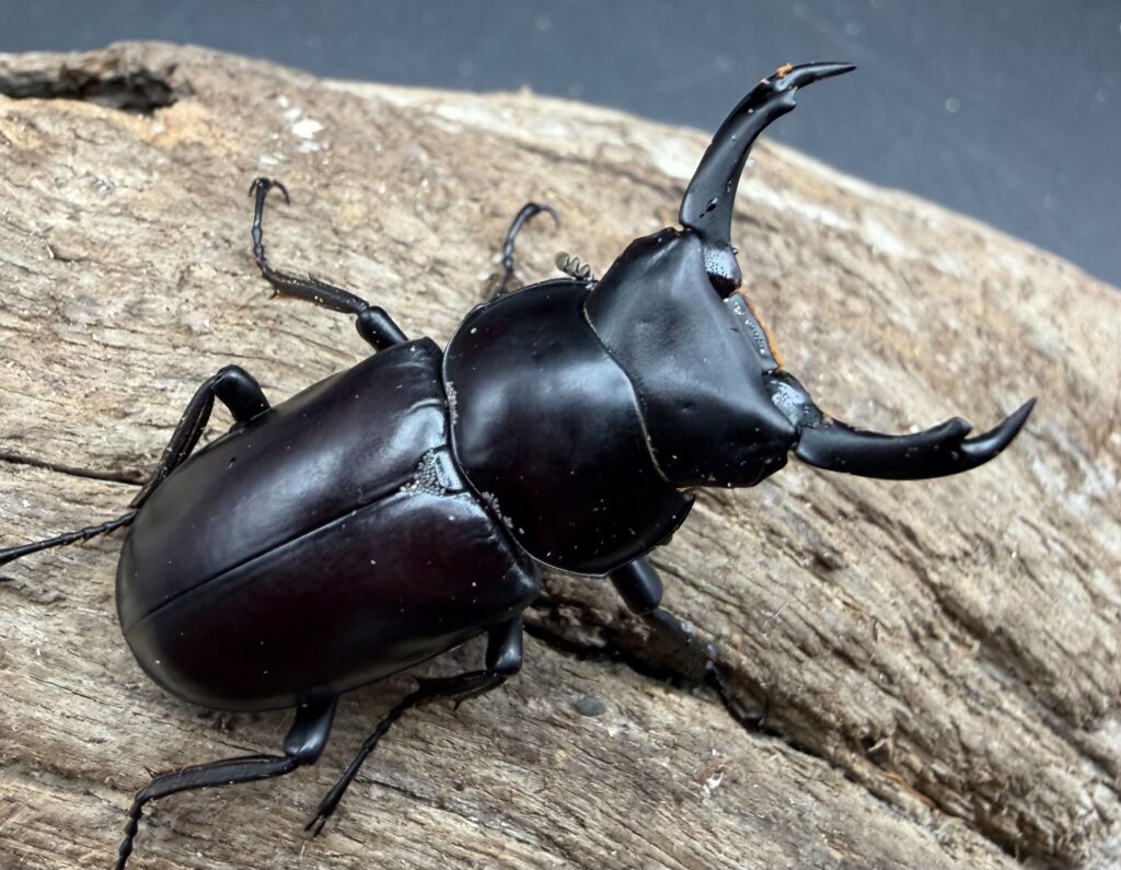 ニンティコクワガタ（ニンティエンシス・リンジー）