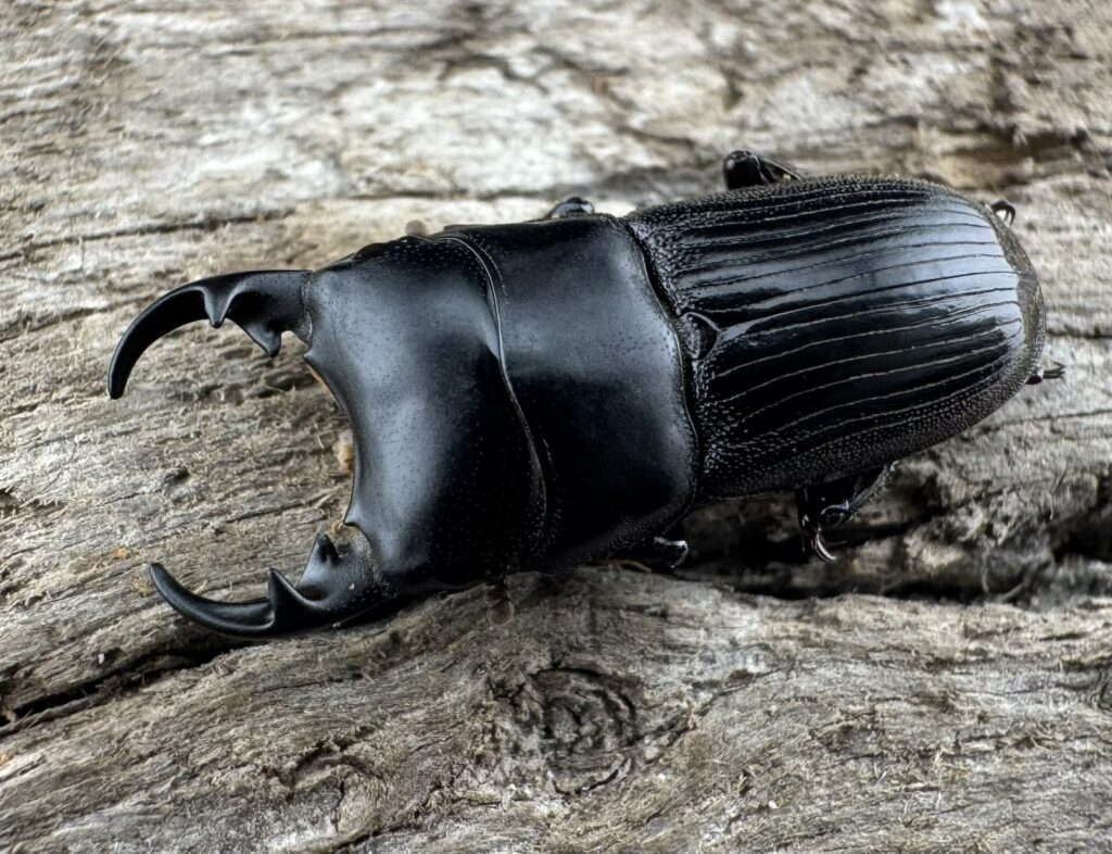 メルネブトクワガタ