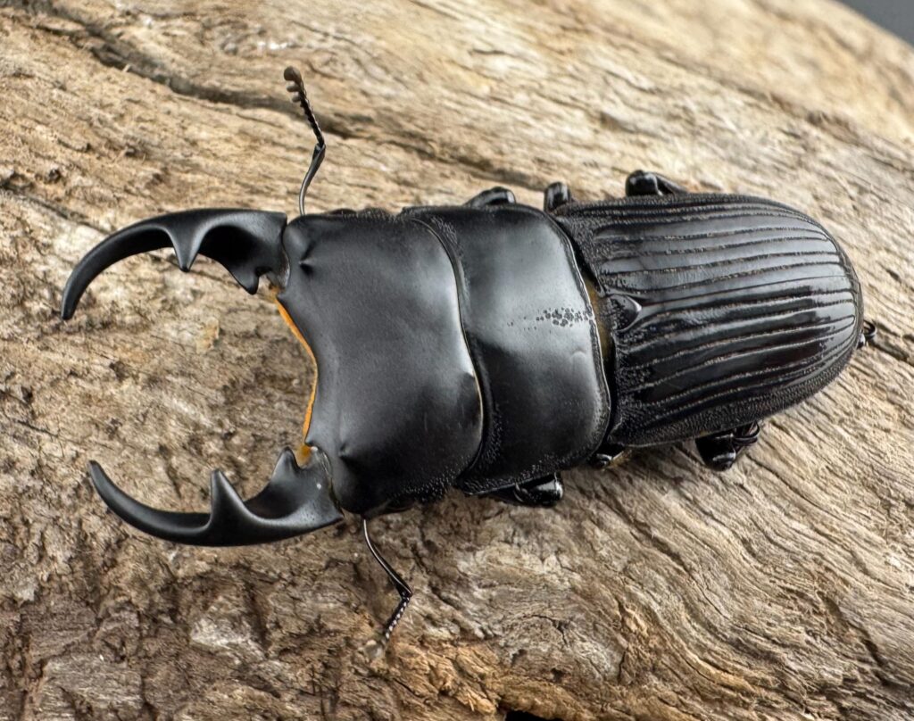 イミタトールネブトクワガタ