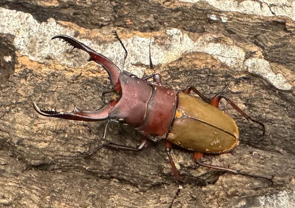 ブルメイスターホソクワガタ