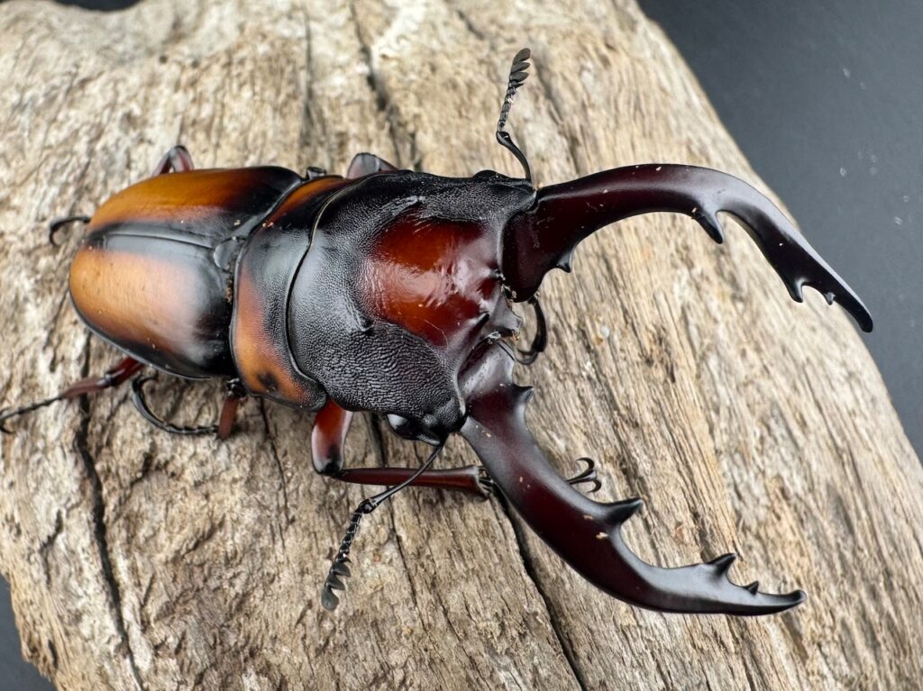 ミラビリスノコギリクワガタ