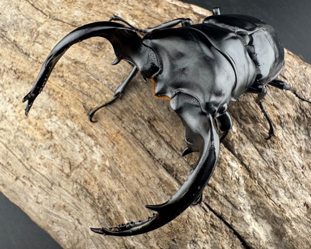 ウエストウッディオオシカクワガタ原名亜種