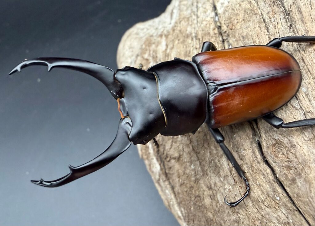 マクレイコクワガタ