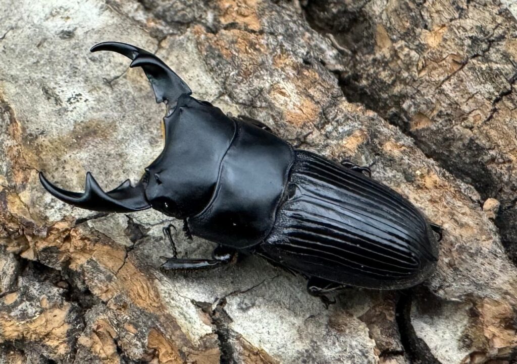 カントンネブトクワガタ