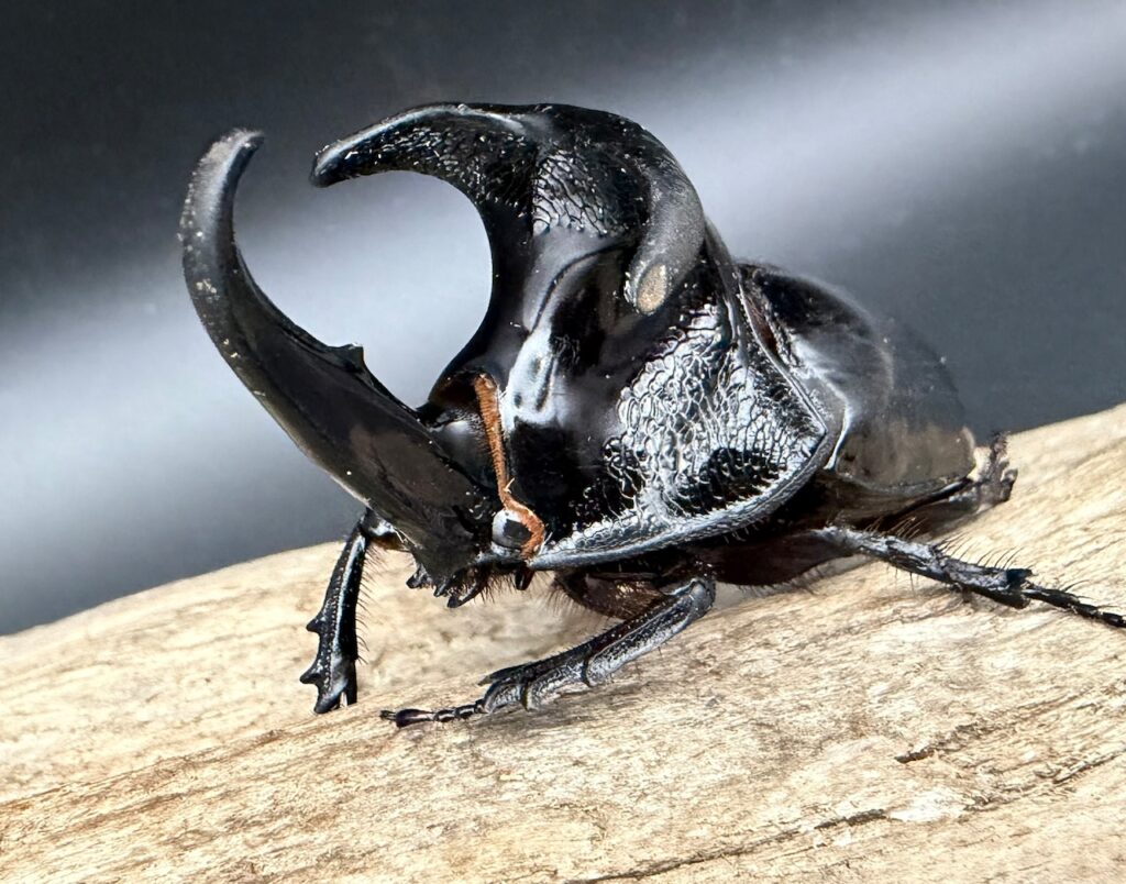 オオツノメンガタカブト