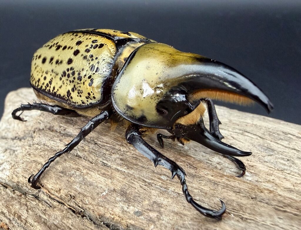 ティティウスシロカブト