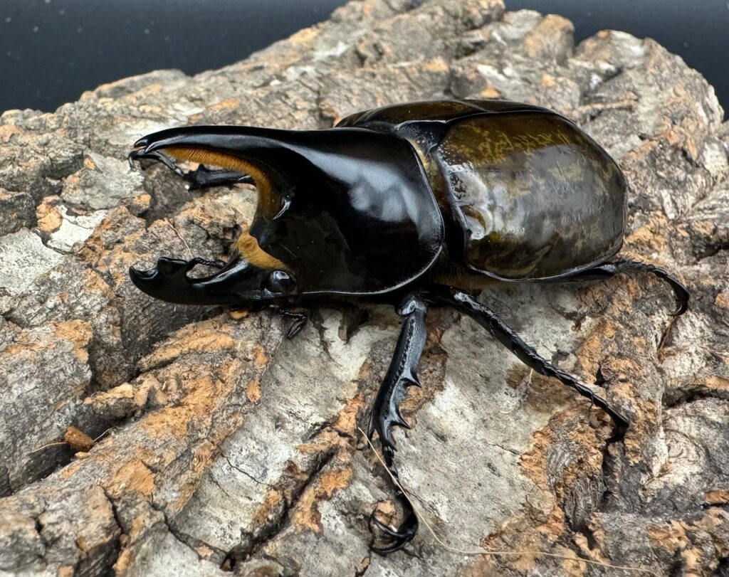 マヤシロカブト