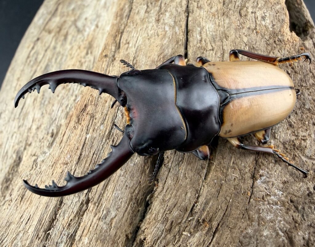 ブルイジンノコギリクワガタ原名亜種