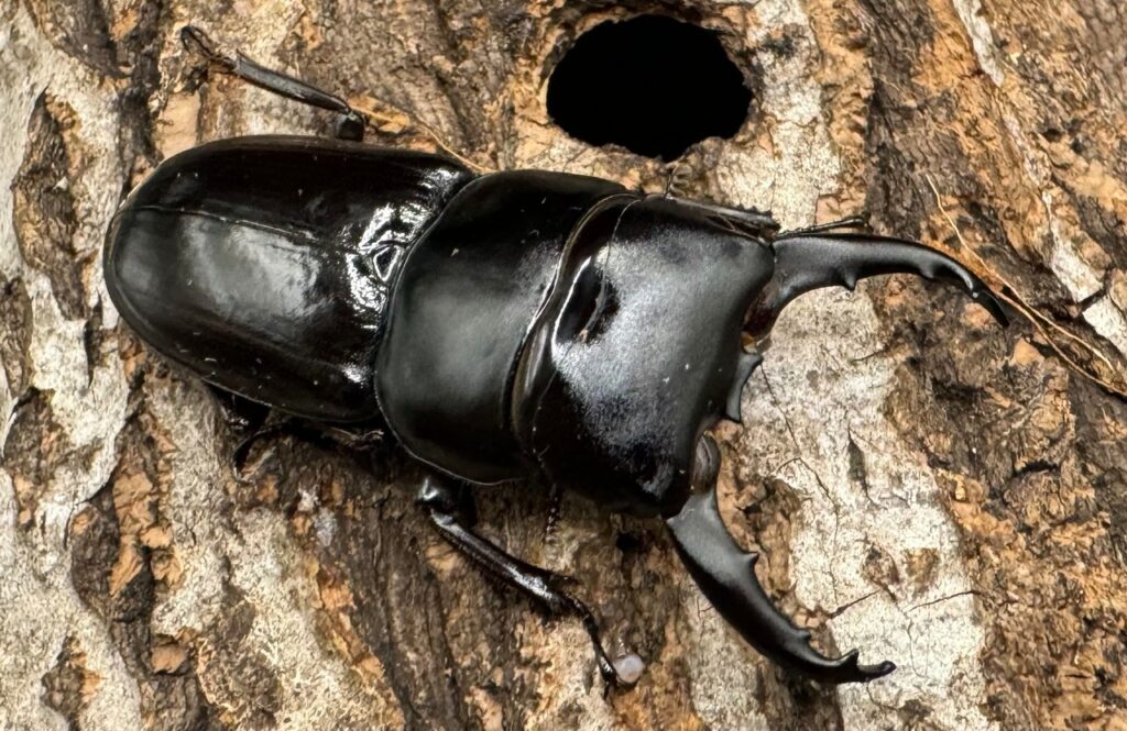 ガオリゴンヒラタクワガタ