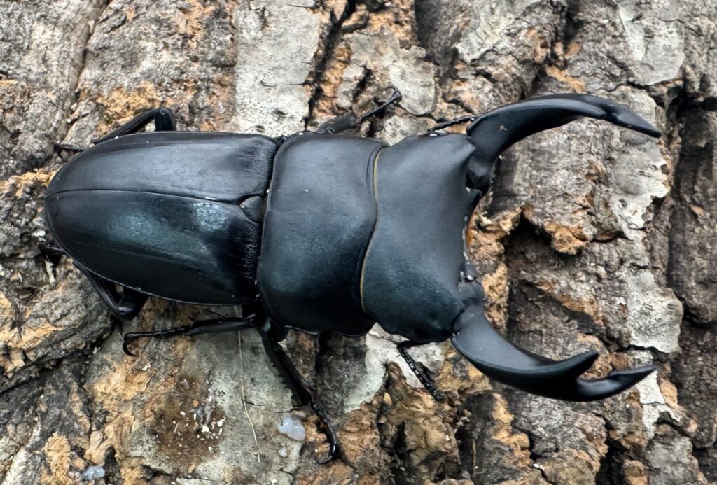 ホペイオオクワガタ